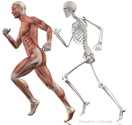 Biomechanics